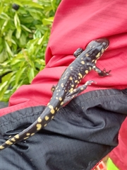 Ambystoma tigrinum