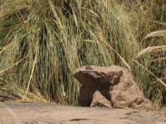 Metriopelia melanoptera