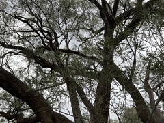 Alectryon oleifolius