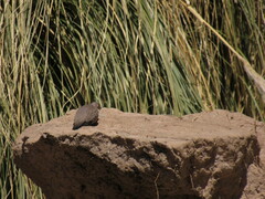 Metriopelia melanoptera