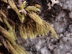 Hypnum circinale