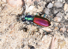 Cicindela scutellaris
