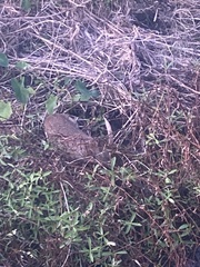 Sylvilagus palustris