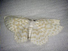 Asthena nymphaeata