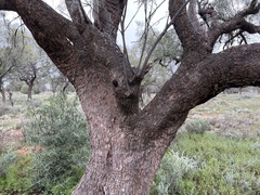 Alectryon oleifolius