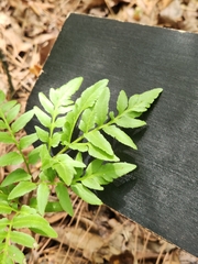 Sceptridium biternatum