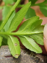 Sceptridium biternatum