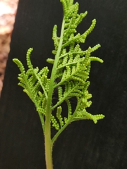 Sceptridium biternatum