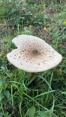 Macrolepiota procera