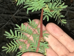 Acacia rubida