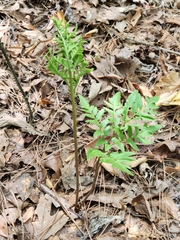 Sceptridium biternatum