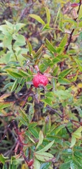 Rosa spinosissima