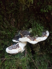 Heterobasidion annosum