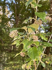 Hydrangea