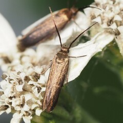 Scythris