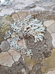 Parmeliopsis hyperopta