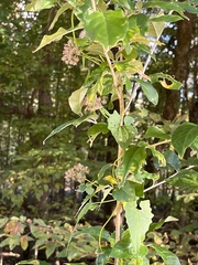 Hydrangea