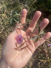 Ipomoea heptaphylla