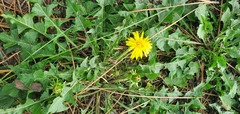 Galinsoga parviflora