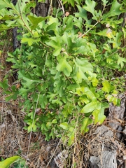 Quercus margaretiae