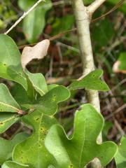 Quercus margaretiae