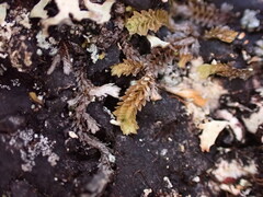 Douinia ovata
