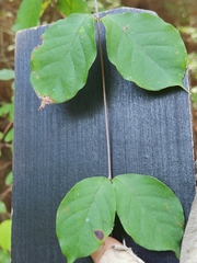 Thyrsanthella difformis