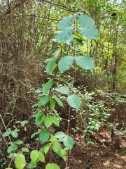 Thyrsanthella difformis