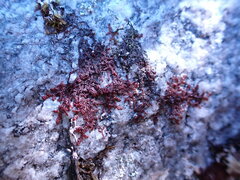 Frullania nisquallensis