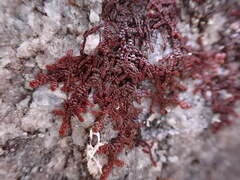 Frullania nisquallensis