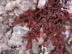 Frullania nisquallensis
