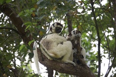 Propithecus verreauxi