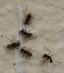 Camponotus textor