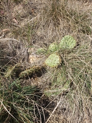 Opuntia cymochila