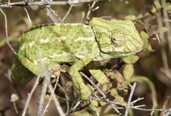 Chamaeleo chamaeleon chamaeleon