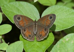Euptychia rubrofasciata