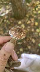 Verrucosporaceae