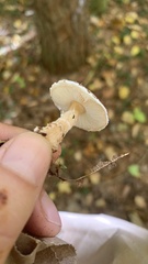 Verrucosporaceae