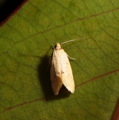 Atalopsis heniocha
