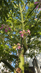 Ceiba speciosa