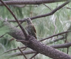 Colaptes auricularis