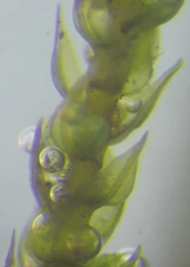 Platylomella lescurii
