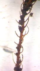Platylomella lescurii