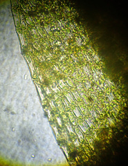 Platylomella lescurii