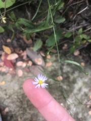 Symphyotrichum divaricatum