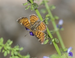 Emesis phyciodoides