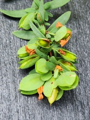 Hypericum hypericoides