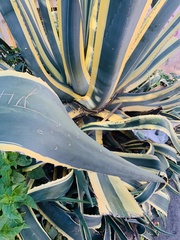 Agave americana