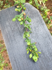 Hypericum hypericoides