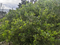 Acacia longifolia sophorae